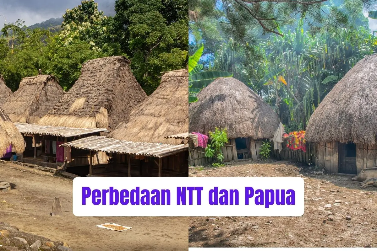 Perbedaan NTT dan Papua